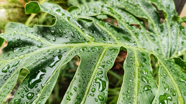 15 Lacy TREE PHILODENDRON Split Leaf Cut-leaf Selloum House Plant Seeds